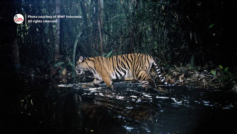 Harimau Sunda atau Panthera Tigris Sondaica yang tertangkap kamera trap