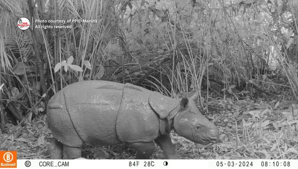 Kamera trap Badak Jawa di TN Ujung Kulon