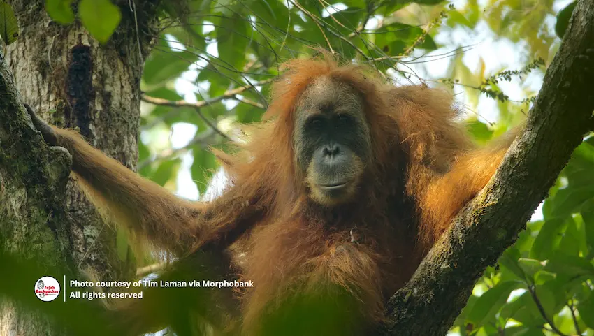 Spesies Orang Utan Tapanuli (pongo tapanuliensis)
