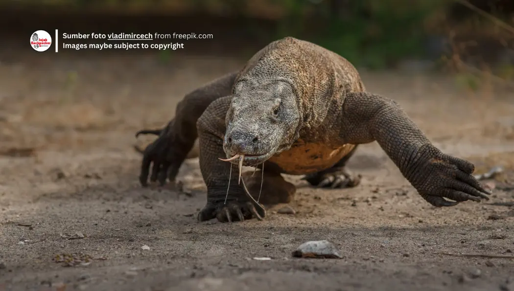 Hewan buas komodo asli Indonesia