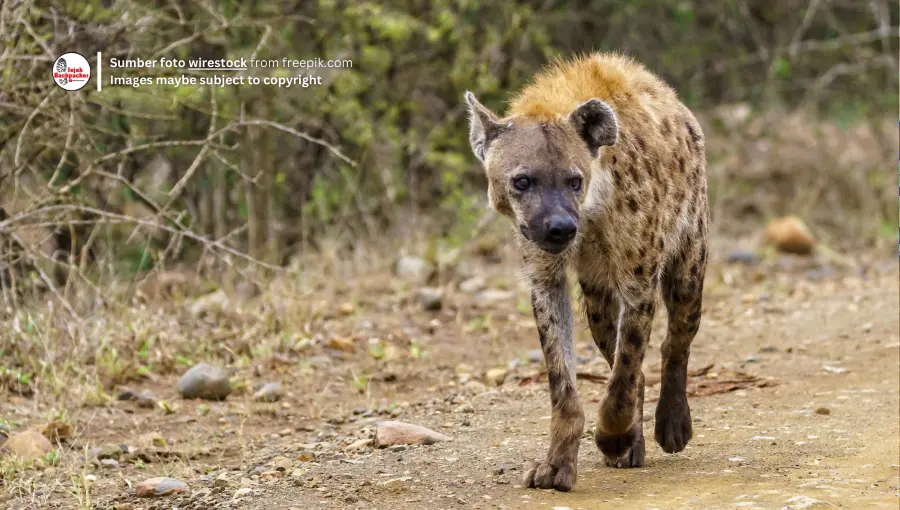 Hyena banyak ditemukan di Afrika