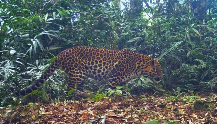 Foto macan tutul jawa (Panthera pardus melas) di Kawasan Taman Nasional Gunung Gede Pangrango