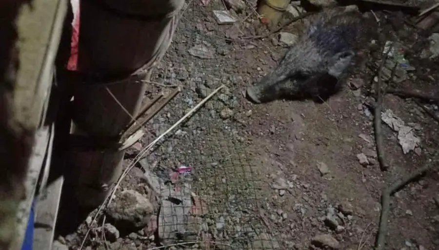 Foto penampakan yang diduga babi ngepet di Depok (foto DetikNews)