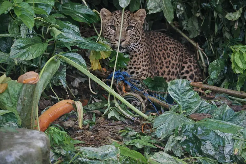 Viral Macan Tutul Terjerat Perangkap Babi di Kawasan Gunung Mas Puncak, Bogor